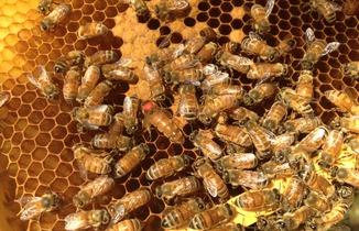 Asheville S Daily Drink And Food Specials Diglocal Asheville Nc