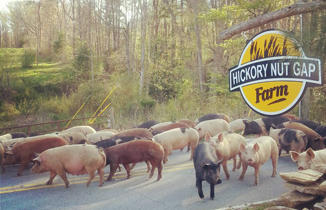 Asheville S Daily Drink And Food Specials Diglocal Asheville Nc